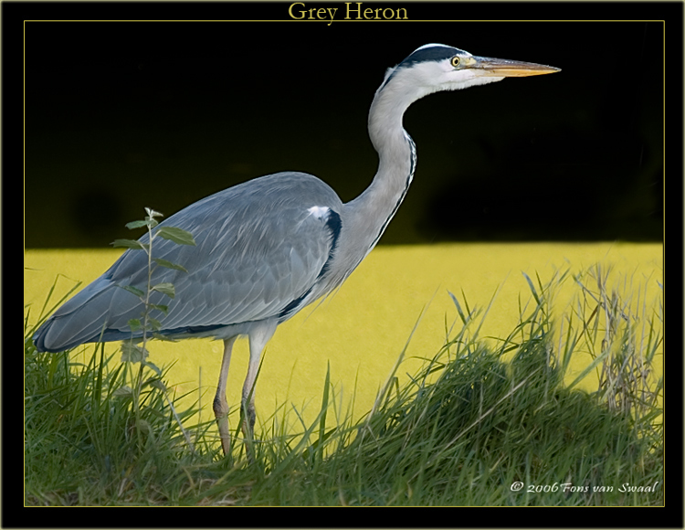 Grey Heron (8)