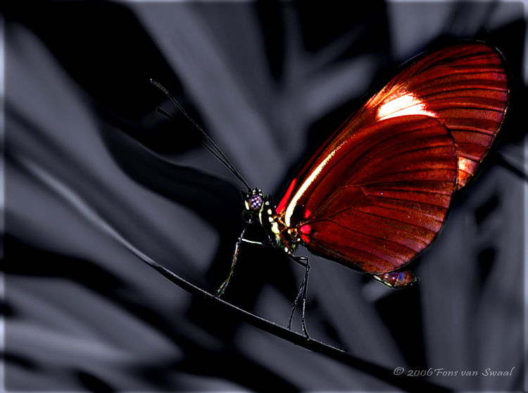 Butterfly digital art