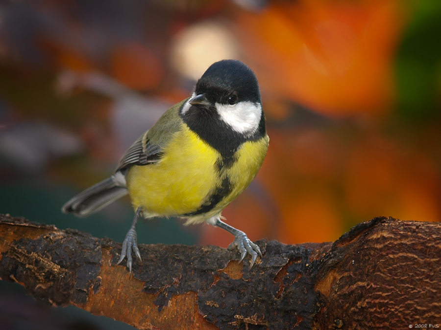 Great tit in Autumn light