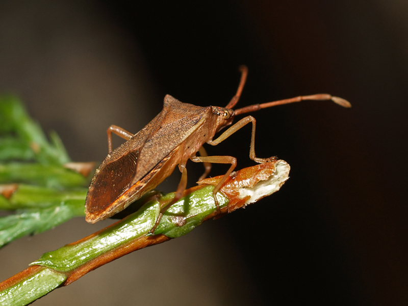 Hawthorn shieldbug - Acanthosoma haemorrhoidale