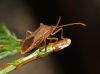 Hawthorn shieldbug - Acanthosoma haemorrhoidale by Fonzy -