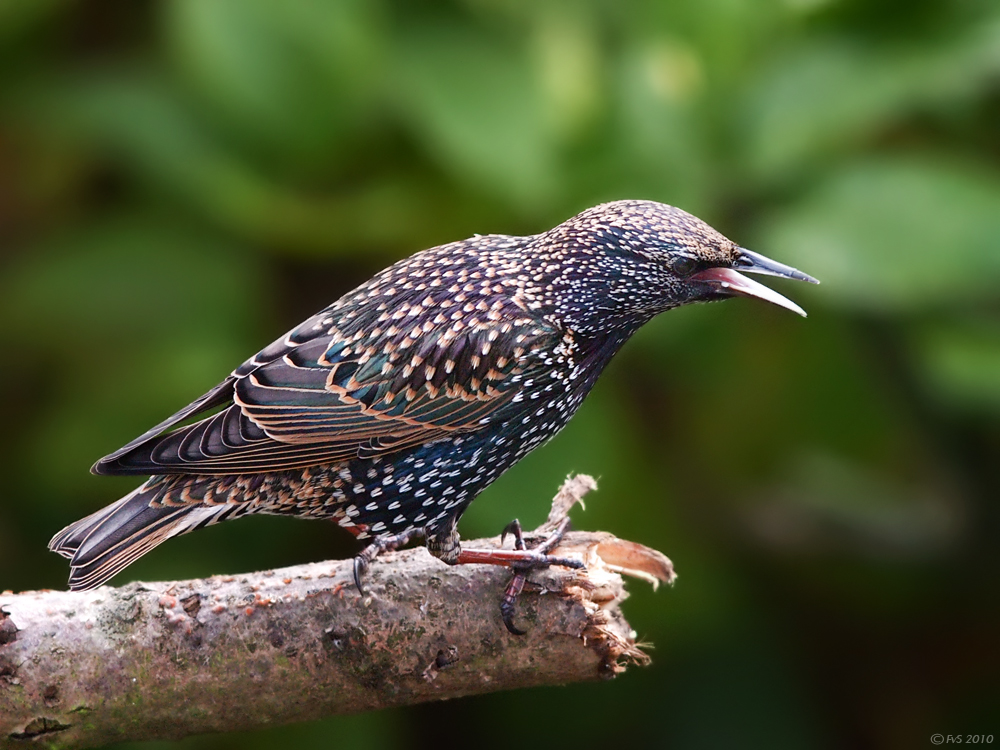 STARLING (5)