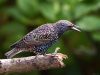 STARLING (5) by Fonzy -