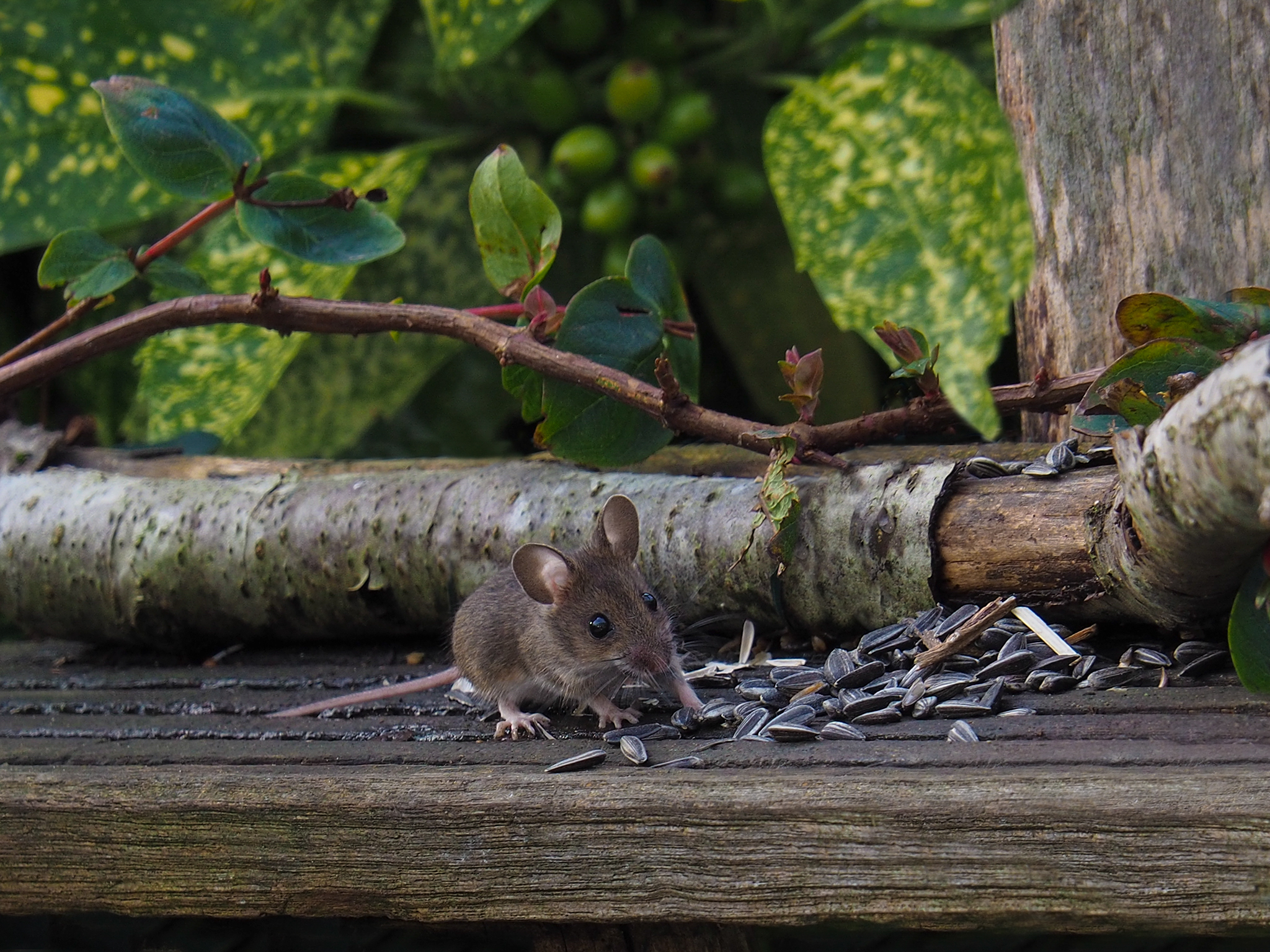Mouse on the feeder