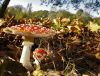 Autumn (2) by Fonzy -