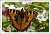 Butterfly Painted by Fonzy -