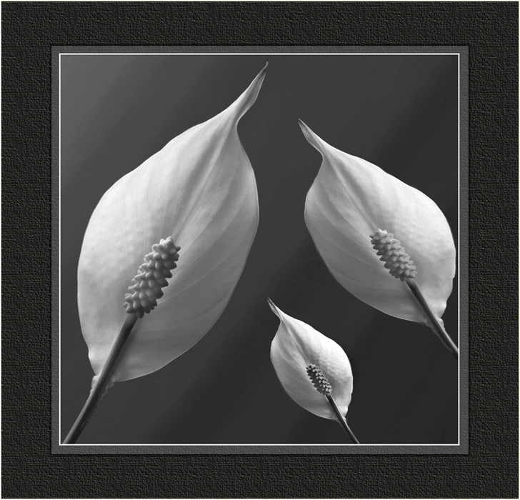 B&W studie