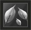 B&W studie