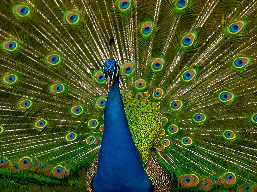 Peacock full display