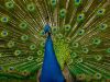 Peacock full display by Fonzy -