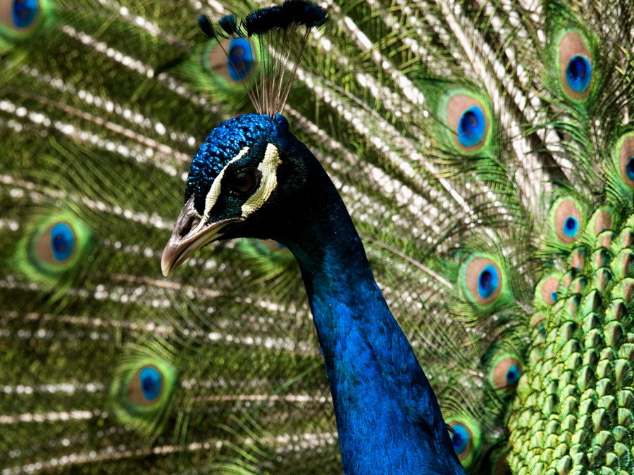 Peacock close up