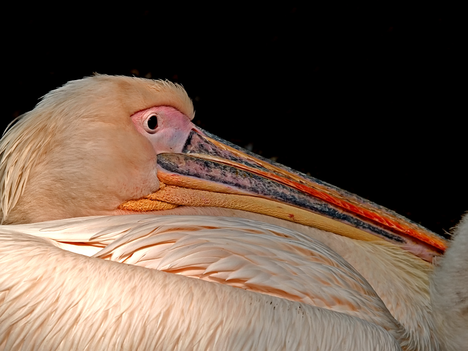 pelican (2)