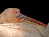 pelican (2) by Fonzy -