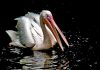 Pelican by Fonzy -