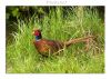 Pheasant by Fonzy -