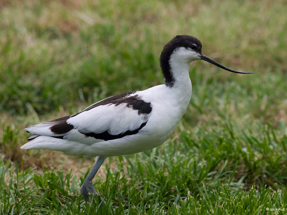 Pied Avocet