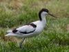 Pied Avocet by Fonzy -