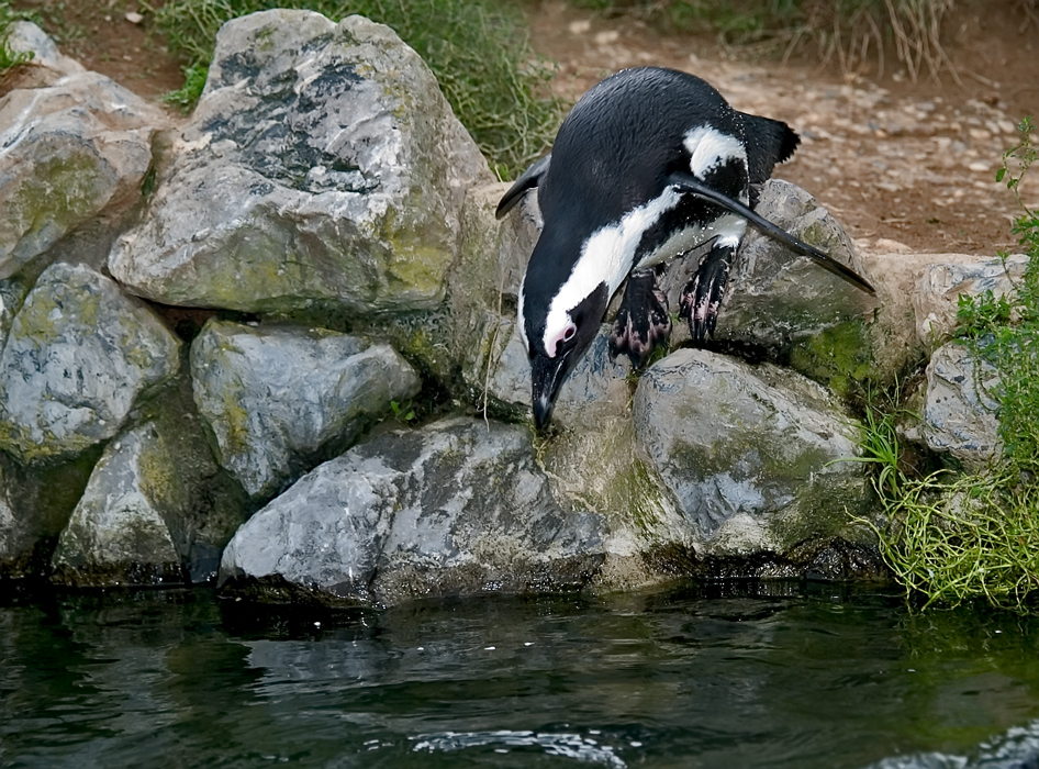 Pinquin ready for a swim