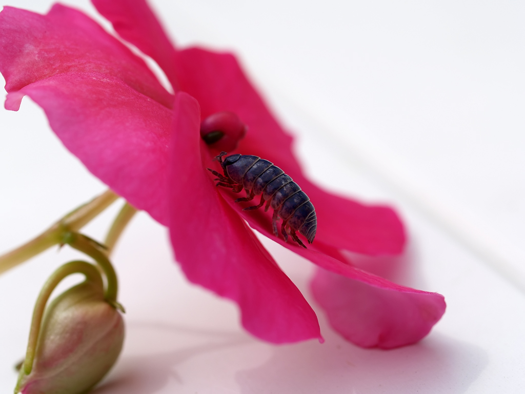 Oniscus asellus