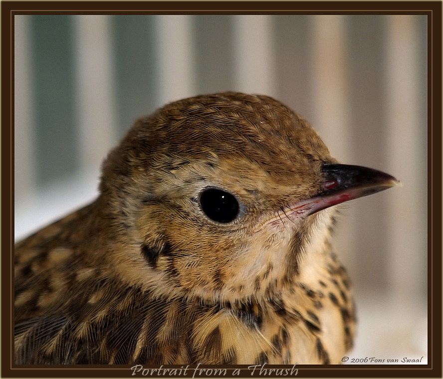 Last image of the Thrush