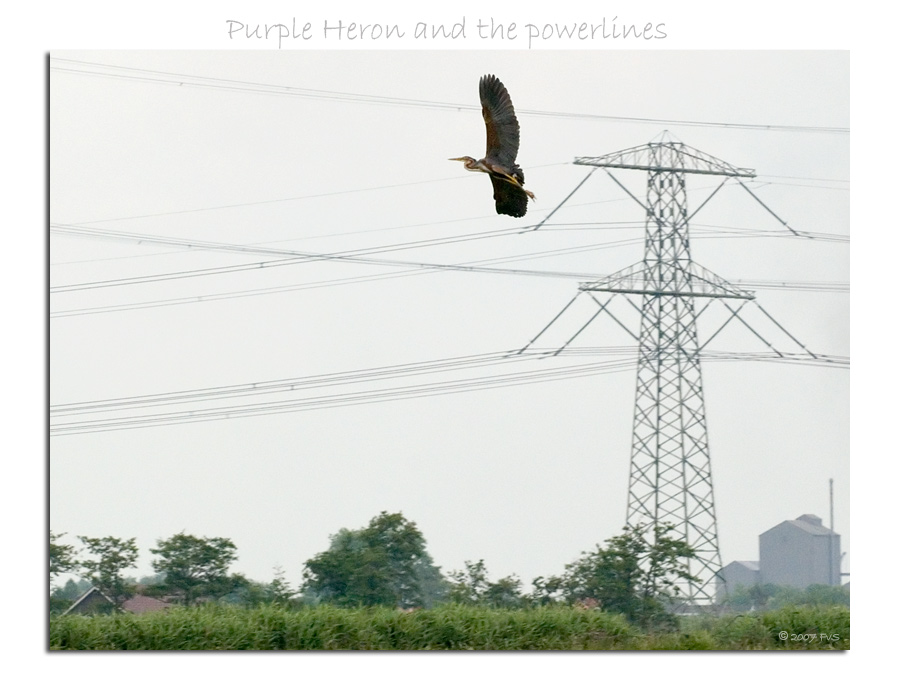 Purple Heron and Powerlines