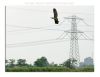 Purple Heron and Powerlines by Fonzy -