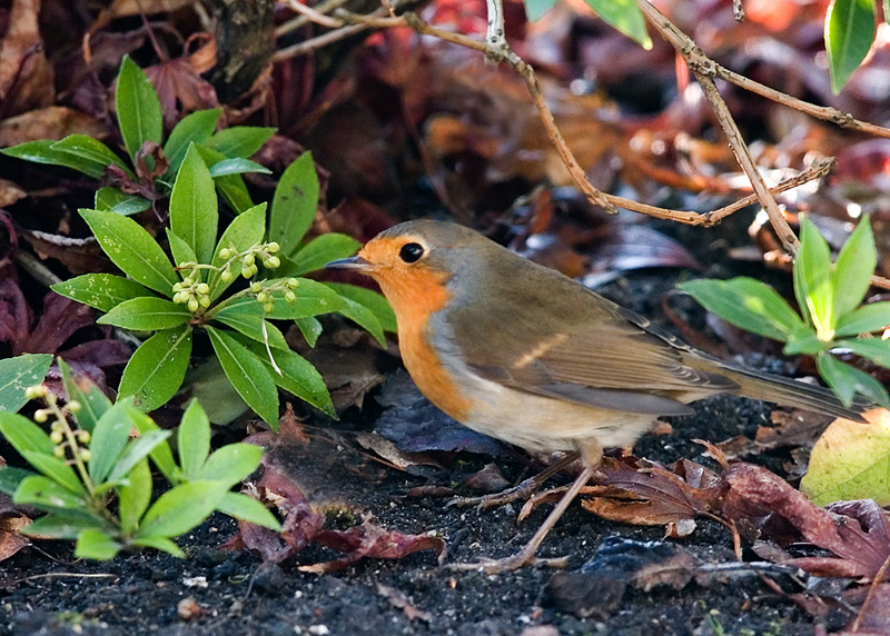 Robin in his habitat