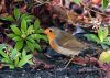 Robin in his habitat by Fonzy -