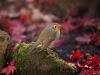 RED ROBIN (5) by Fonzy -