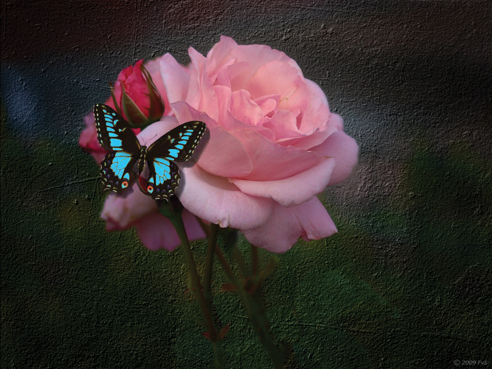 Butterfly-II