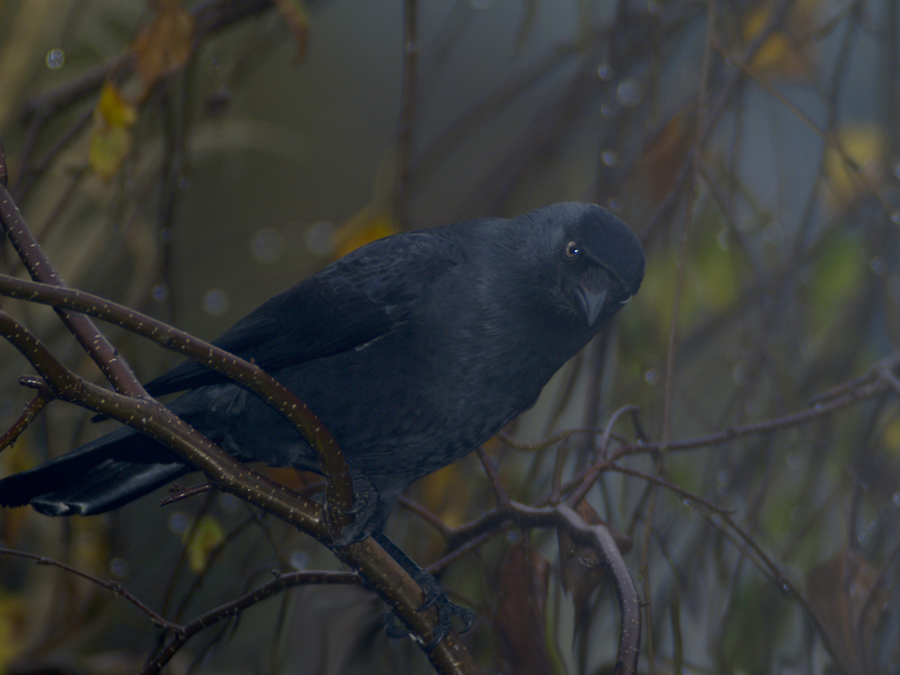Raven (Corvus corax)