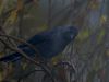 Raven (Corvus corax) by Fonzy -