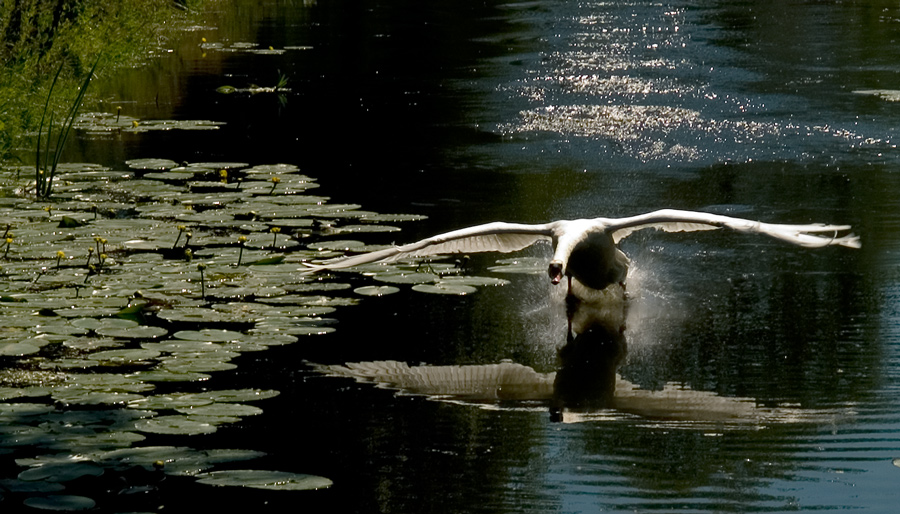 Ready for Take-Off