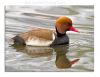 Red Crested Diving Duck by Fonzy -