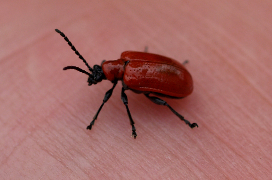 Red insect on my hand
