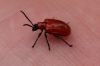 Red insect on my hand by Fonzy -