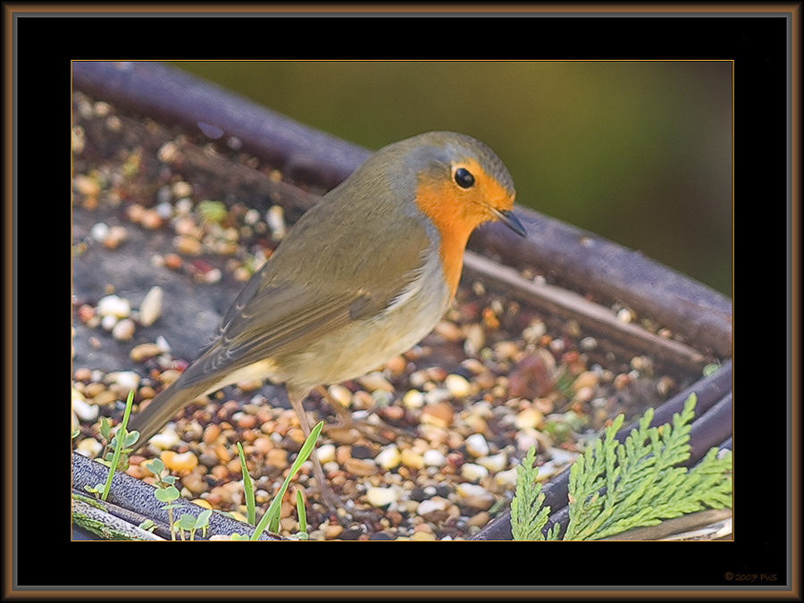 Red Robin (2)