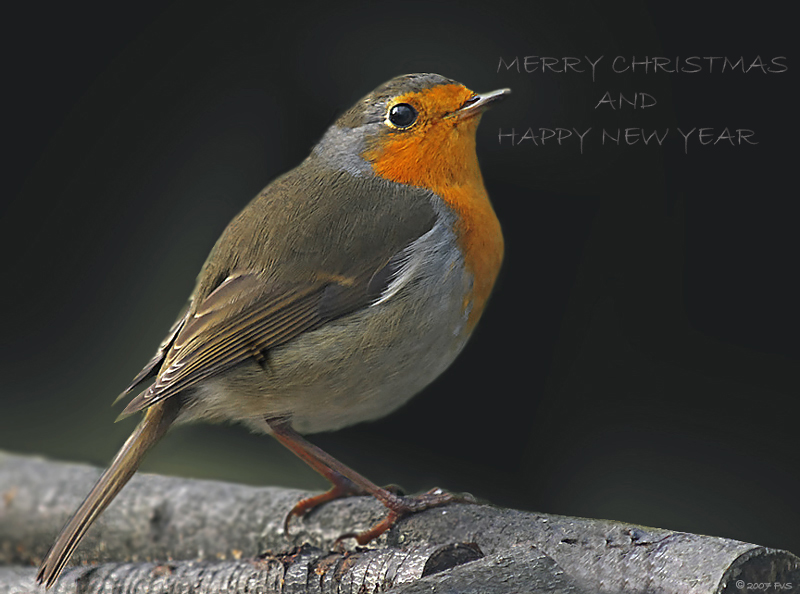 Merry Christmas ( Robin)
