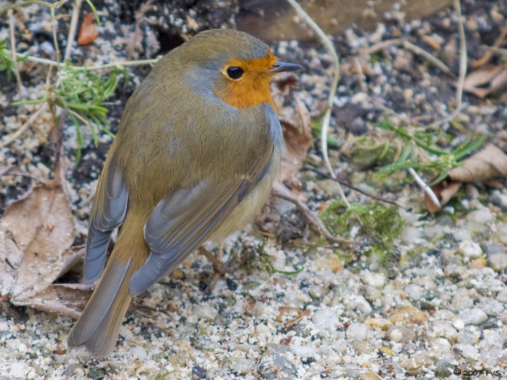 Red Robin (4)