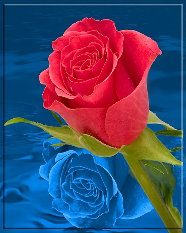 Rose (digital art)