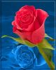 Rose (digital art) by Fonzy -