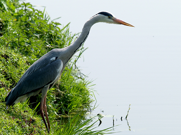 Grey Heron-05