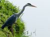 Grey Heron-05 by Fonzy -