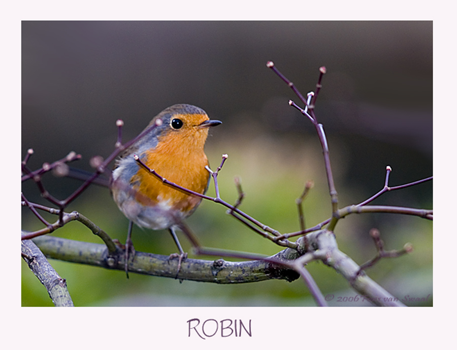 Robin (2)