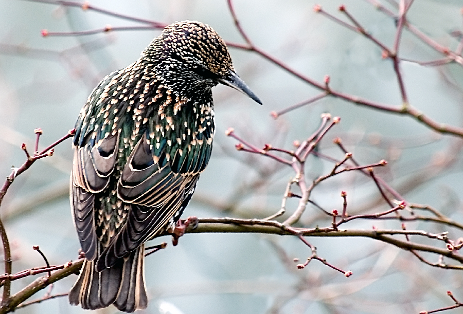 Starling