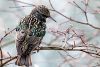 Starling by Fonzy -