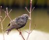 Starling (3) by Fonzy -