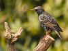 STARLING (4) by Fonzy -