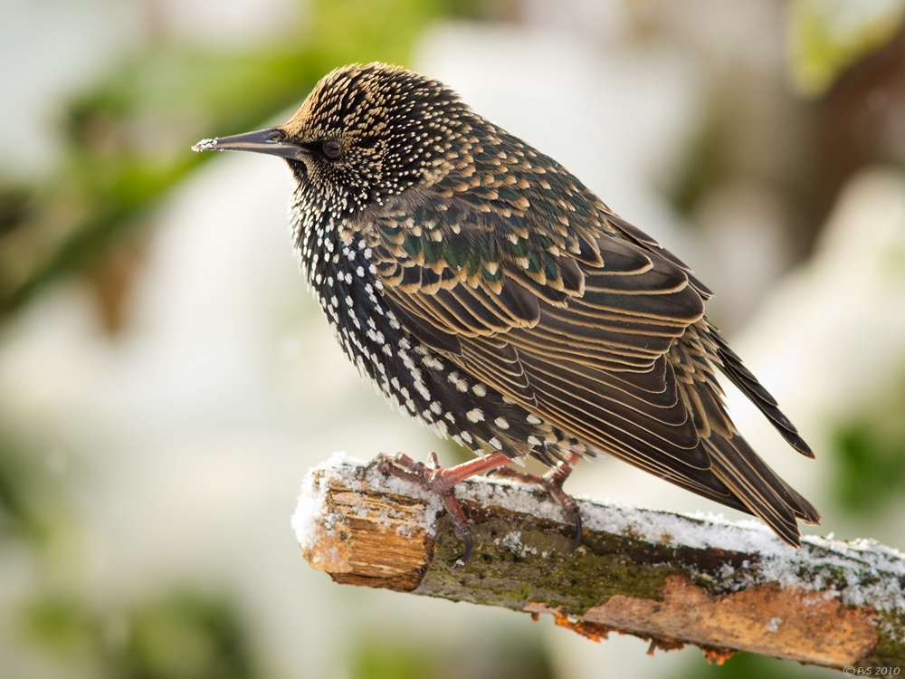 STARLING II