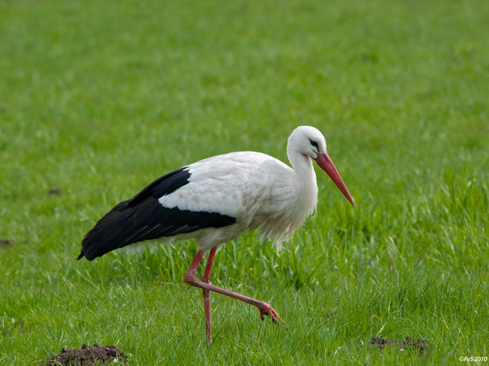 Foraging